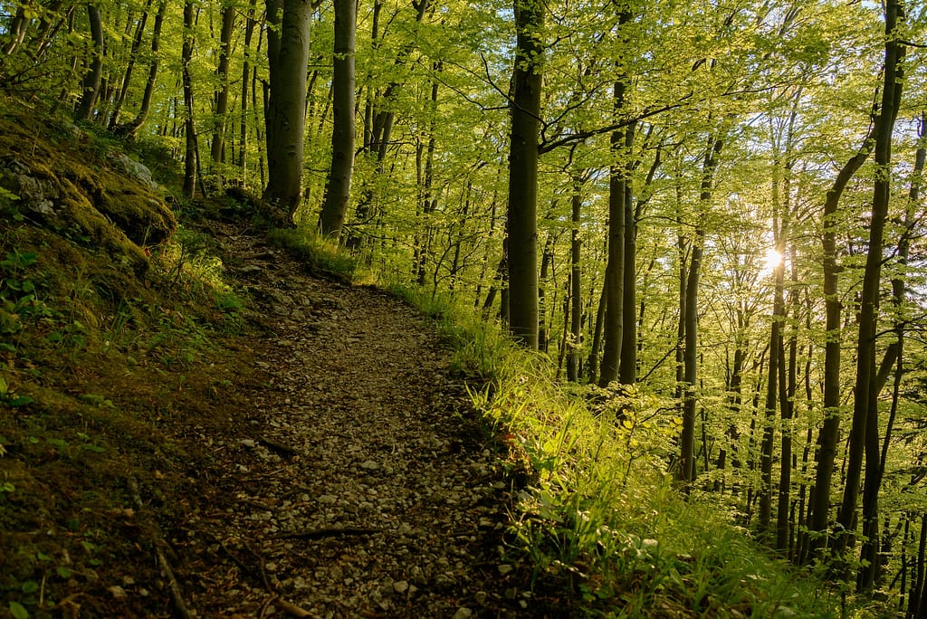 Serene forest trail winding through a majestic mountain landscape, offering an ideal setting for outdoor exercise and immersion in nature.